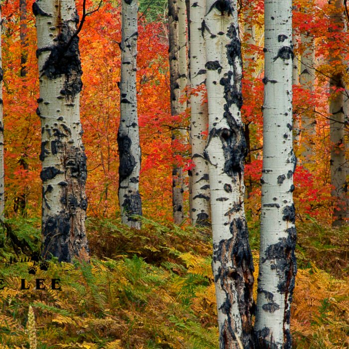 Red and Yellow Fall Aspens