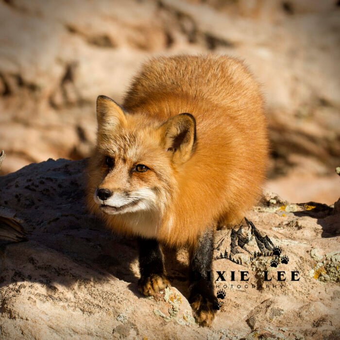Red Fox Pretty Girl