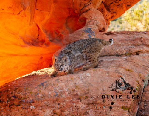 Red rock bobcat UT 1