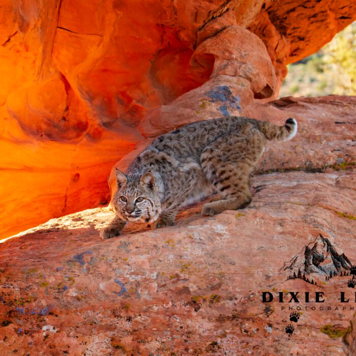 Red Rock Bobcat
