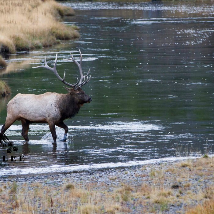 River Crossing ElK