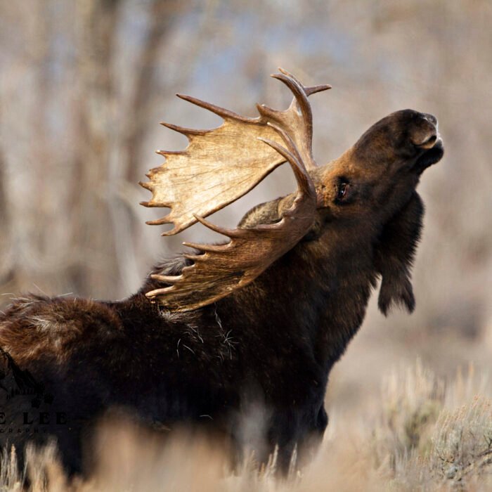 Scratching My Back Feels Good