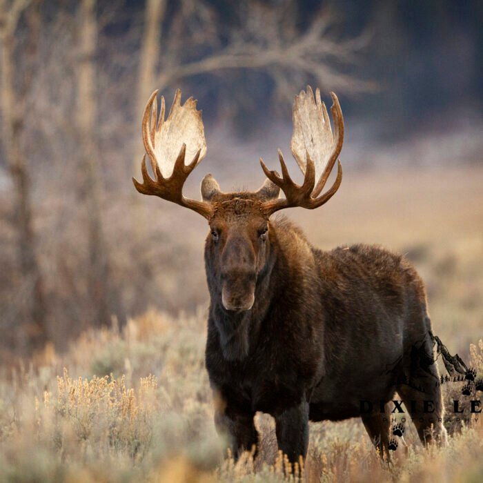 Shoeshone in the Tetons Moose