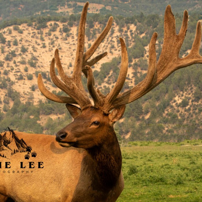 Side Eye ElK