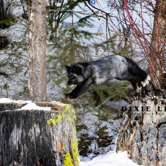 Silver Fox a leap
