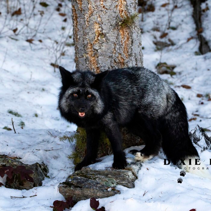 Silver Fox a Pretty Smile