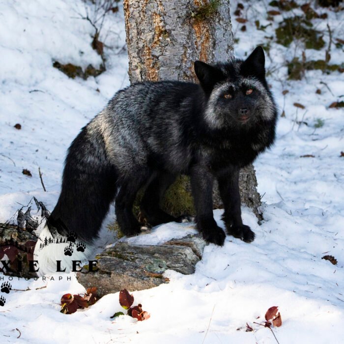 Silver Fox in Front of a Tree