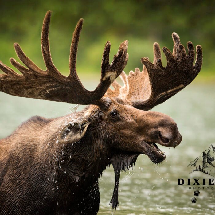 Smiling Moose in the Lake