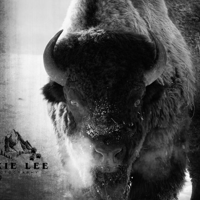 Smokin Black and White Bison