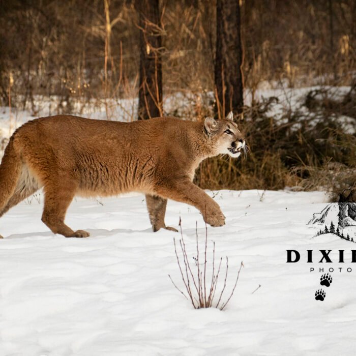 Snow Cat Cougar Lion