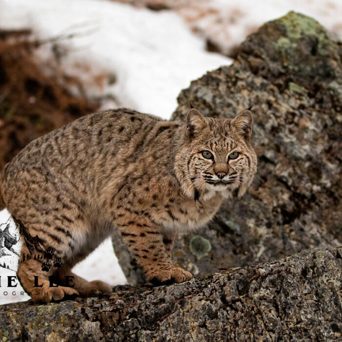 Snow n Rock Bobcat