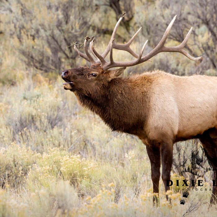 Standing Bugle Elk