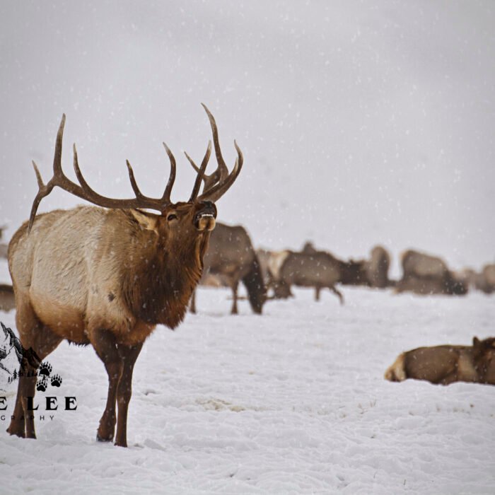 Strut in the Snow ElK