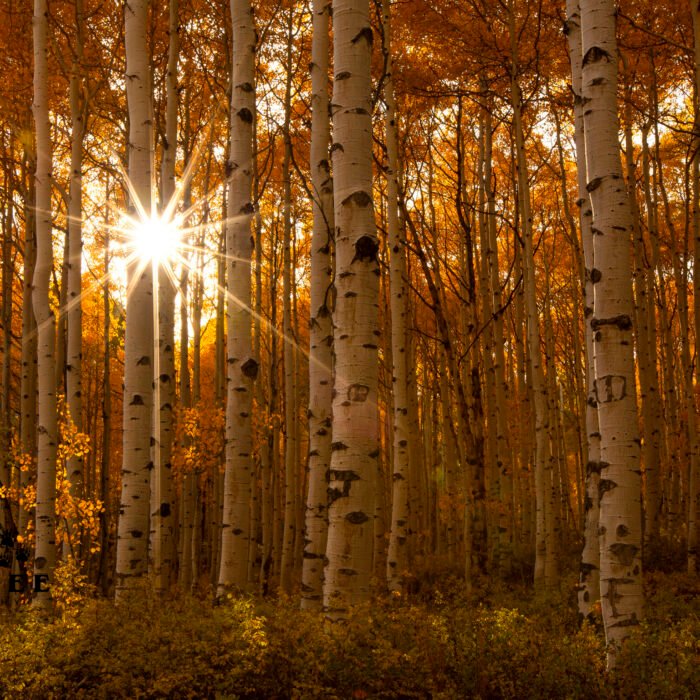 Sunburst Yellow Aspens