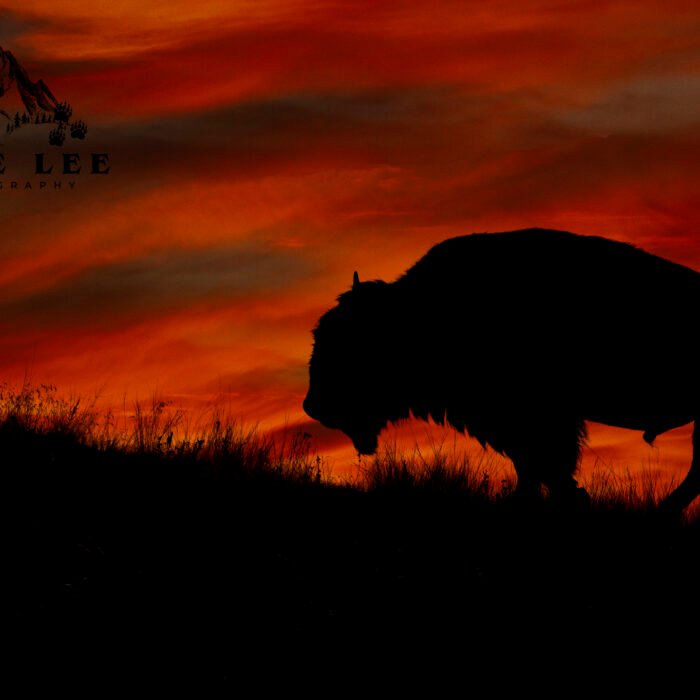 Sunset Bison