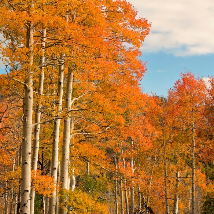 Tall Fall Trees UT