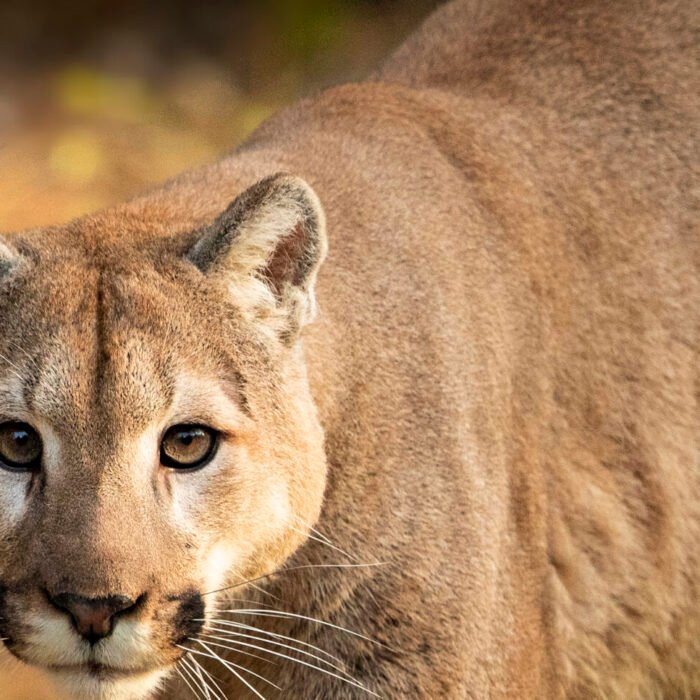 The Eyes have it... Cougar Lion