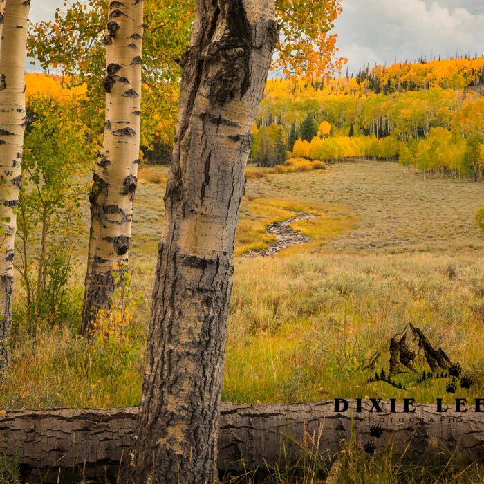 Through the Trees Fall