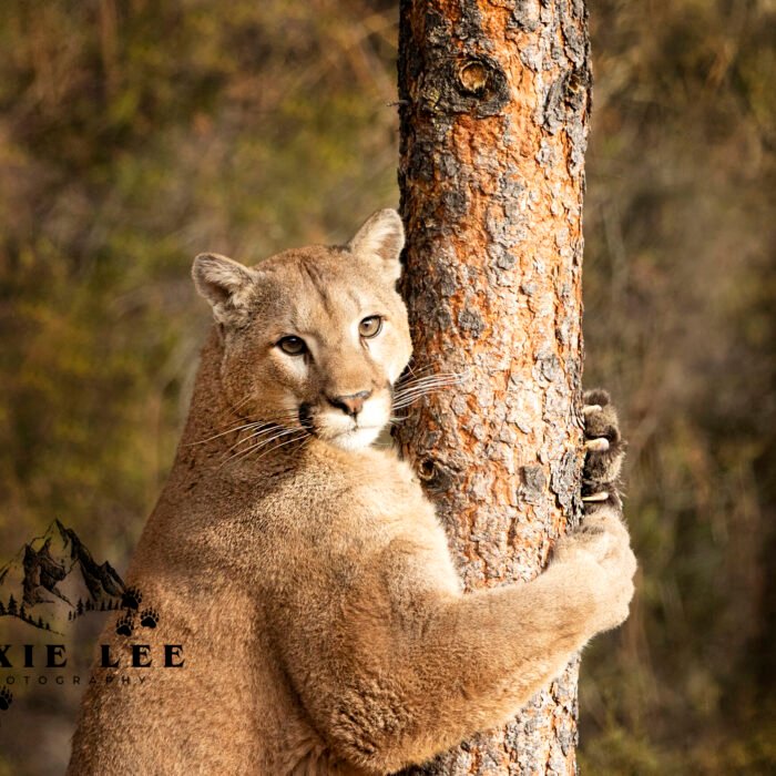 Tree Hugger Mountain Lion
