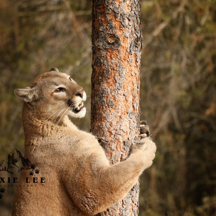 Tree hugger Lion