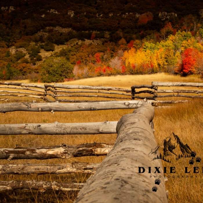 Trees and Fences Fall