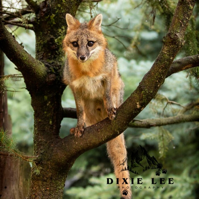 Up a Tree Gray Fox Scaled