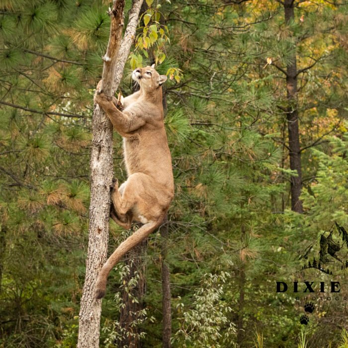Up at tree Cougar Lion