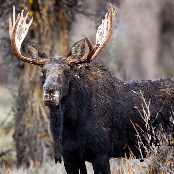 White faced Moose Tetons