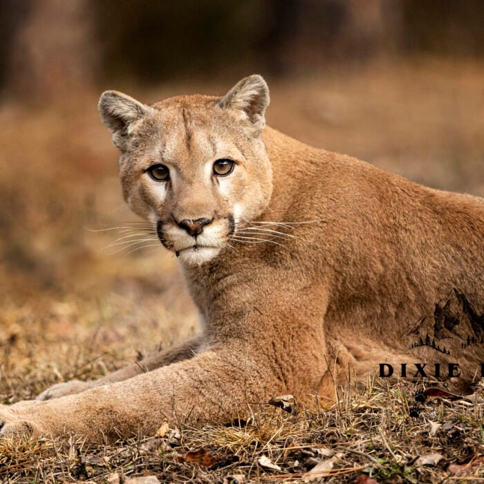 Who You Lookin at Cougar