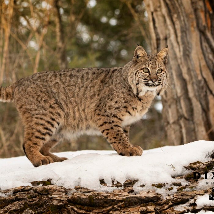 Winter Bobcat