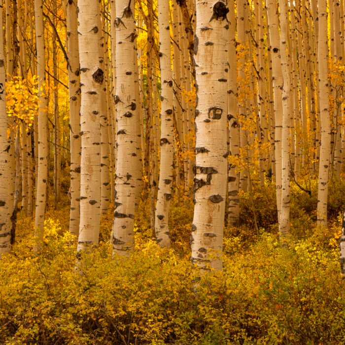 Yellow Aspens Back Lit