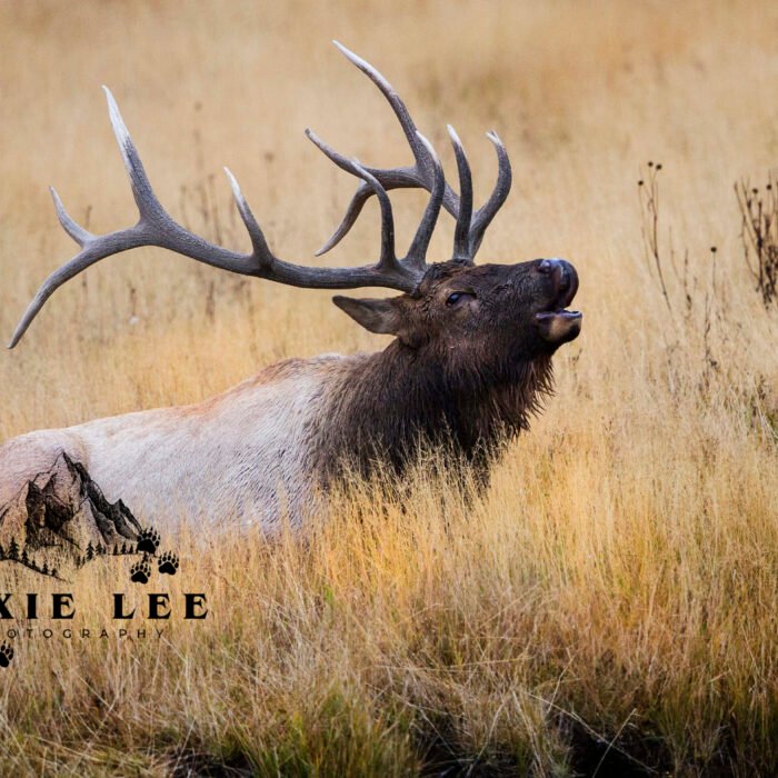 Yellowstone Elk bugle