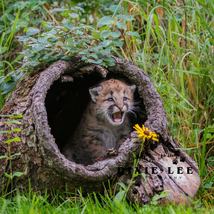 Growl Baby Mountain Lion