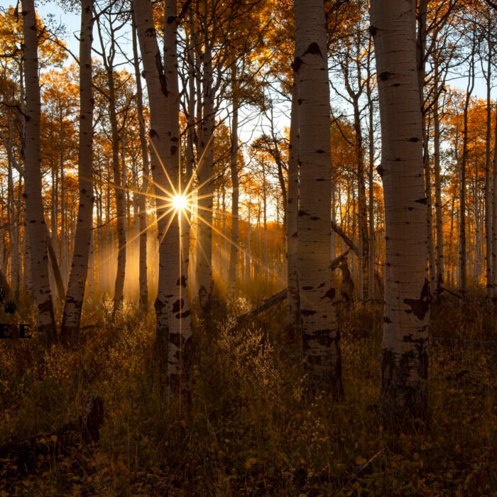 Sunlite Morning Aspens